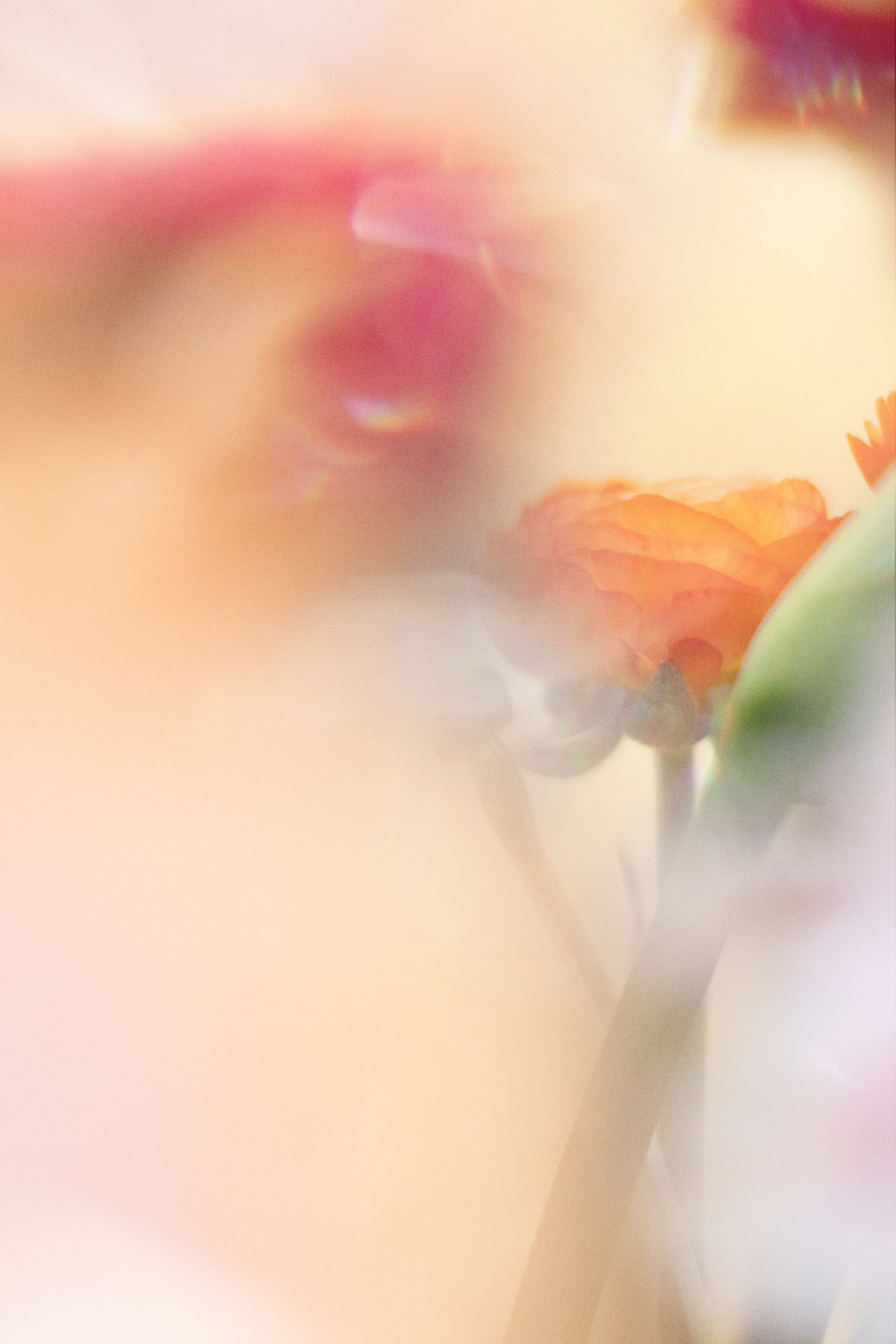 Various Flowers on Beige Background